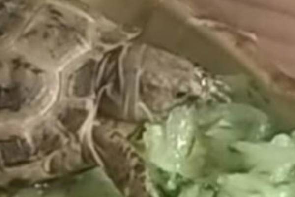 PSNI seek help tracing pet tortoise stolen during burglary