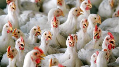 Bird flu outbreak confirmed in Co Monaghan poultry flock