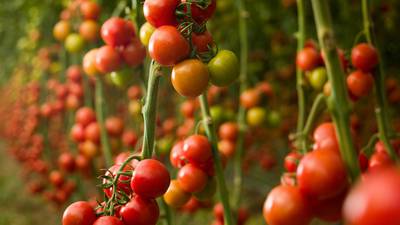 Red hot chilli tomato may be on menu if study proves fruitful