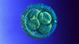 Fertility clinics seek clarification over disposal of embryos