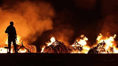Kenya burns  elephant tusks as it seeks ban on trade