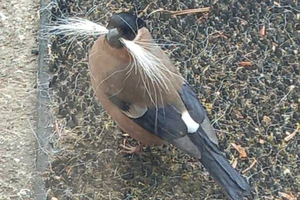 Why does this hard-working bird have a handlebar moustache?