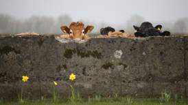 Fintan O'Toole: Too many claims about Irish beef are pure bull