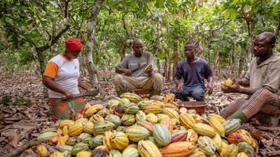 Nestlé unveils €1.25bn plan to support cocoa growers