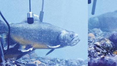 Fishy chat-up lines and underwater love among Arctic char