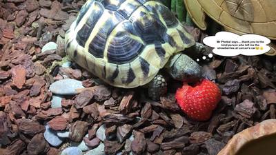 Meet the tortoise who is improving young people’s mental health