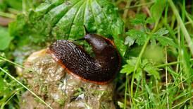 How can I stop slugs damaging my plants?