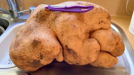 Giant potato is not actually a potato, says Guinness World Records