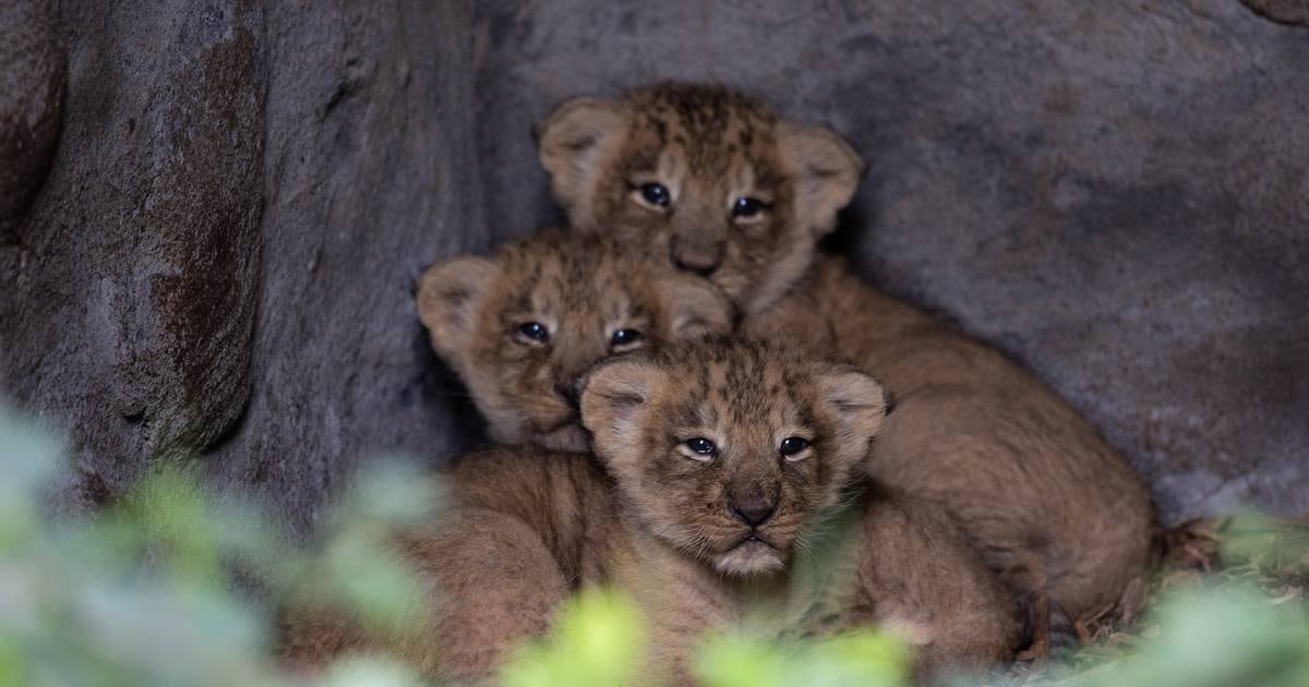 Fota Wildlife Park celebrates birth of three Asiatic lion cubs