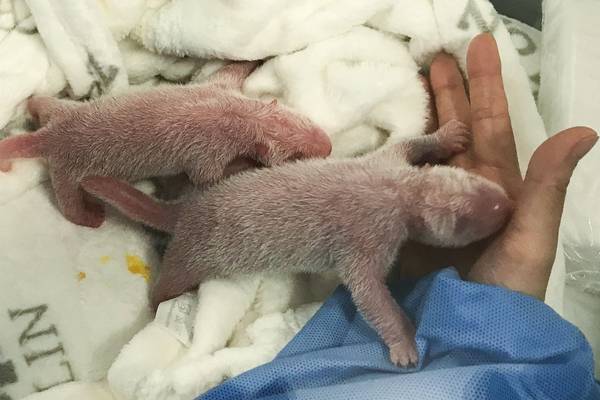 Berlin zoo announces birth of twin panda cubs