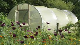 Your gardening questions answered: Is a polytunnel too much work?