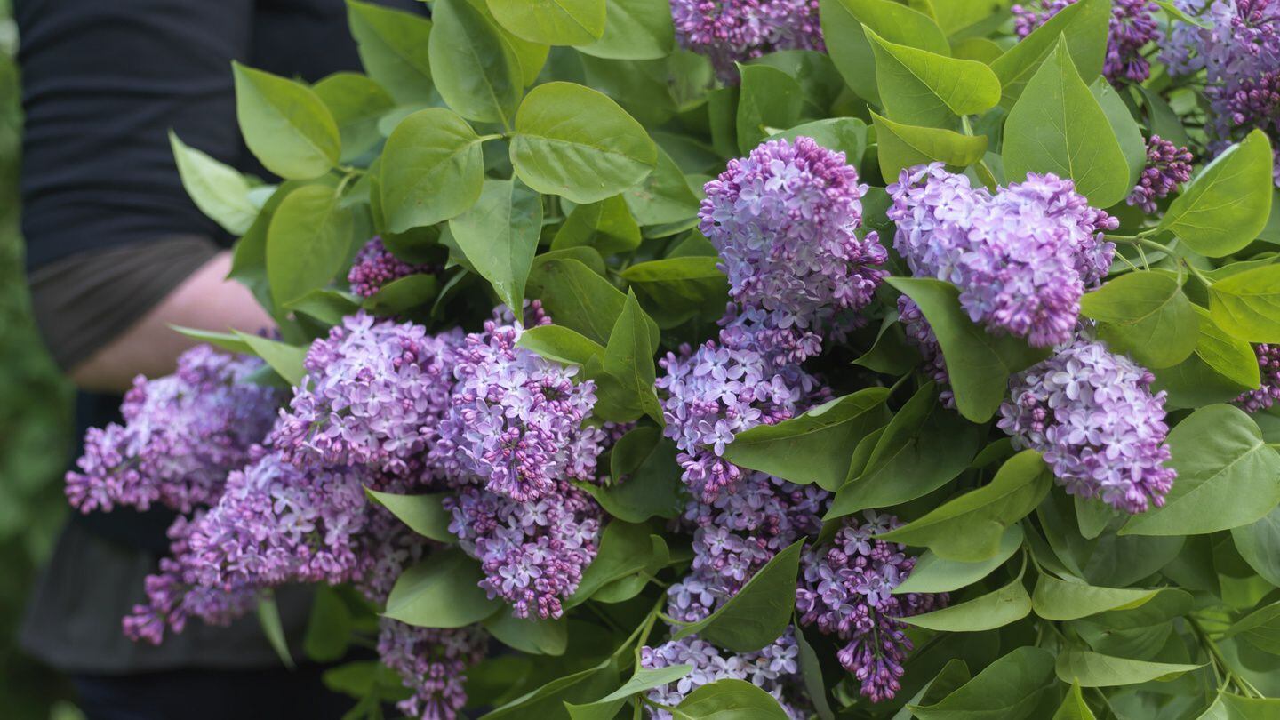 Reflections in Nature: Lilac bushes are in bloom and provide beautiful  smell