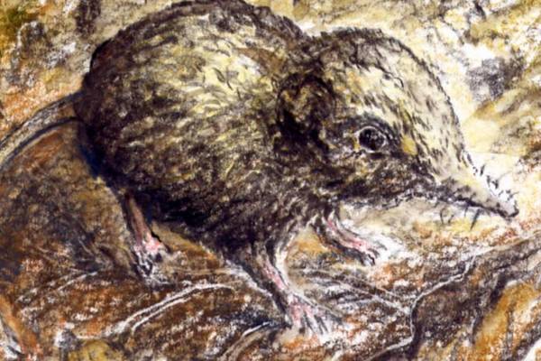 Mammal mysteries in sorties of the squirrel and sailing of the shrew