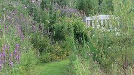 Doolough Diaries: How Mary Reynolds inspired me to go for a wild and edible garden