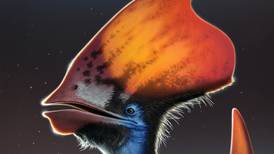 Irish-led pterosaur research solves ancient feather mystery