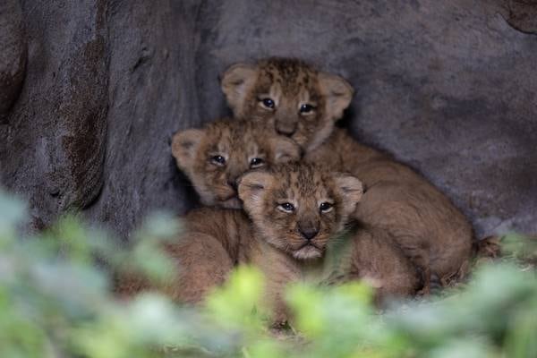 Fota Wildlife Park celebrates birth of three Asiatic lion cubs