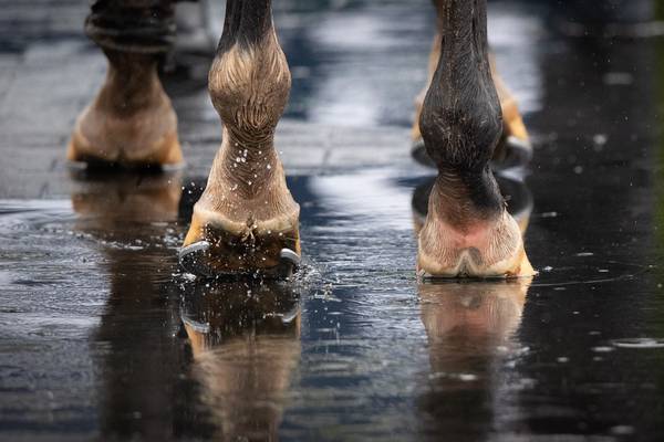 Banned animal remedies seized from racing yard in Co Kildare