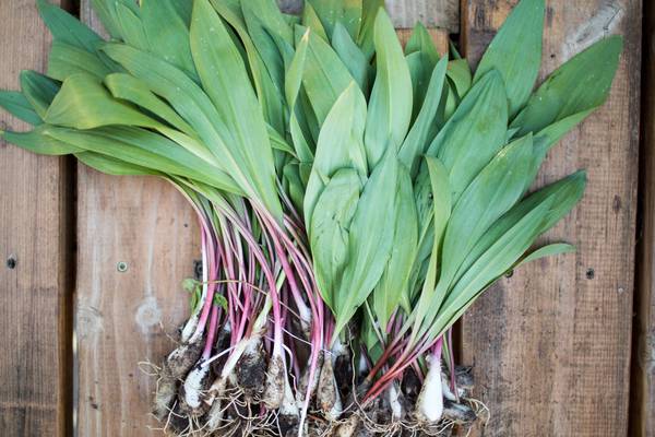 The best thing to do with wild leeks? Pickle them
