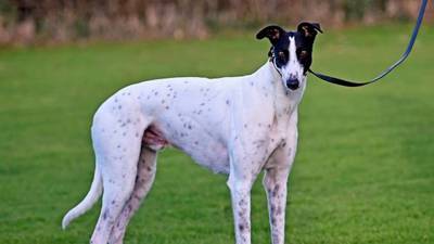 Three men charged in relation to theft of €100,000 greyhound