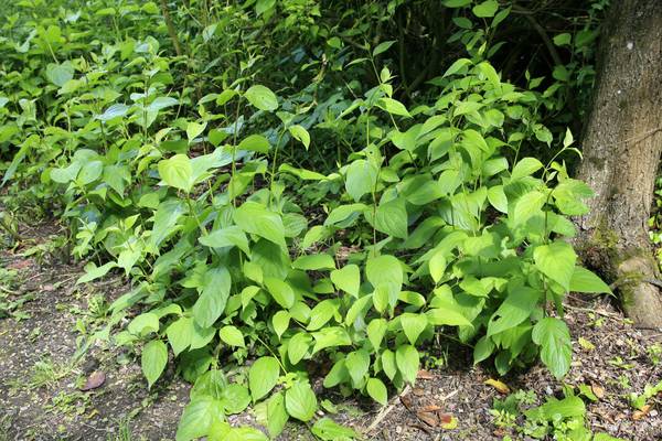 Is Japanese knotweed driving you wild? Don’t curse it – cook it
