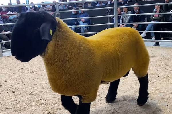Ram sells for Irish record price of €44,000 in Co Wicklow