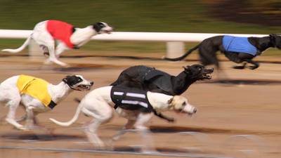 Theft of €1m greyhound likened to Shergar kidnapping