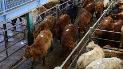 Coronavirus: Closure of livestock marts a blow to farmers, association says