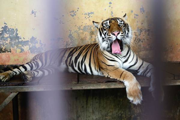Critically endangered tigers recovering after catching Covid-19