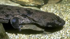China police suspended after dining on giant salamander