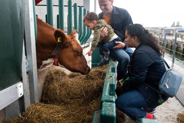 Dutch government willing to compensate farmers who shut down all operations