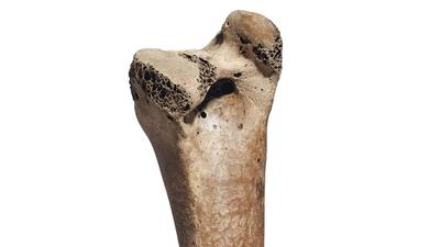 Dodo bone in London natural history auction