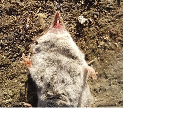 My dad went rat catching and caught what look like pygmy shrews