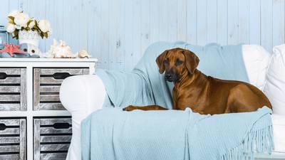 Kick the dog off the sofa, and 14 more tips for an allergy-proof home