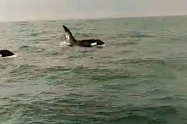 Two killer whales spotted off north Co Dublin coast