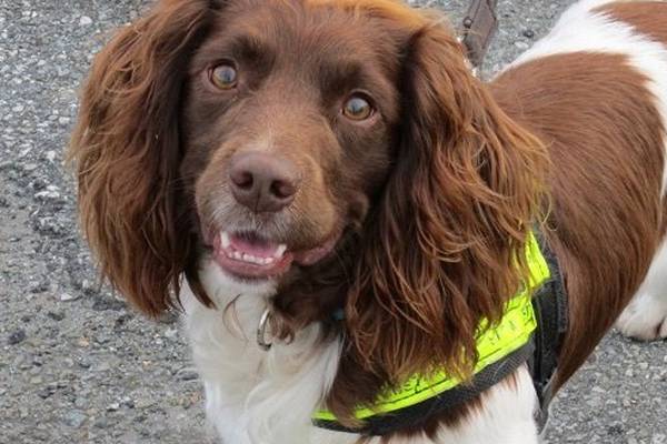 Sniffer dog finds tobacco worth €1m at Rosslare port