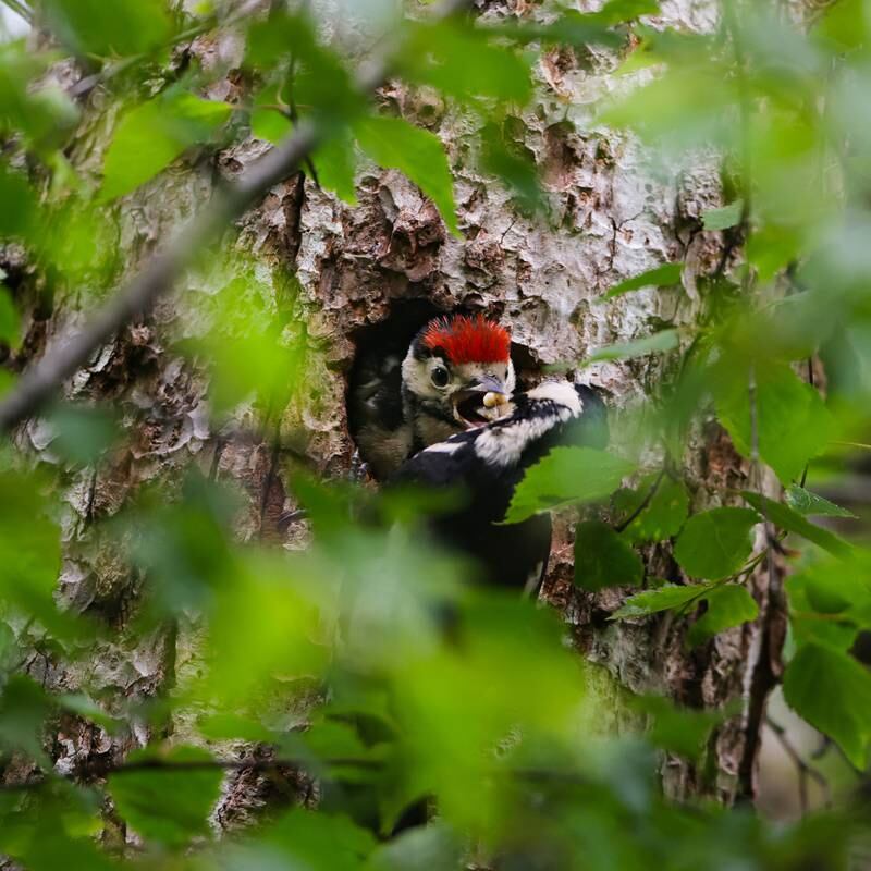 Woodpeckers breeding in Killarney National Park for first time in centuries
