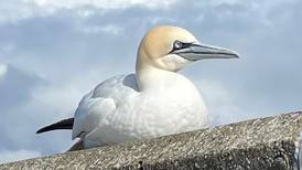 What is to blame for this gannet’s unusual stillness?