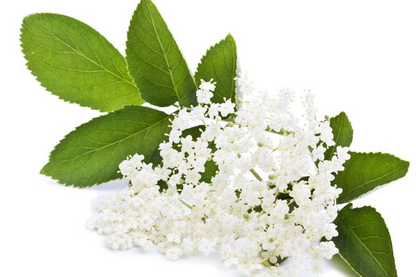 The wild one: The beauty of pickled elderflowers is in their floral acidity