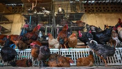 Bird flu: Man dies in Mexico after contracting strain not confirmed in humans before, says WHO