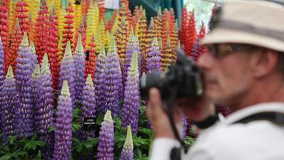 Experience wins out over youth at Chelsea Flower Show