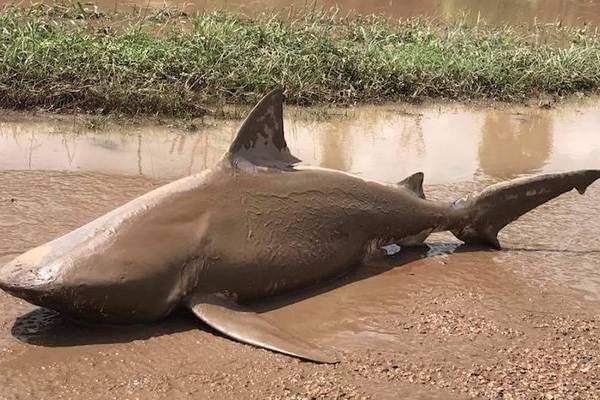 Dead bull shark found in puddle in Australia after Cyclone Debbie