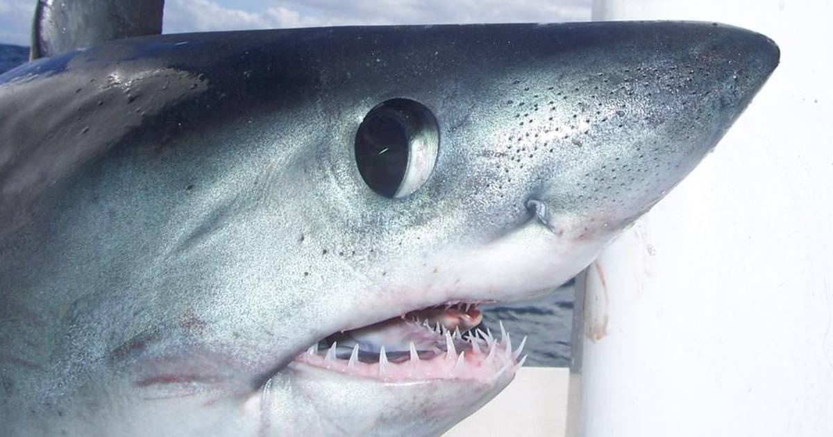 Stray shark story causes media feeding frenzy – The Irish Times