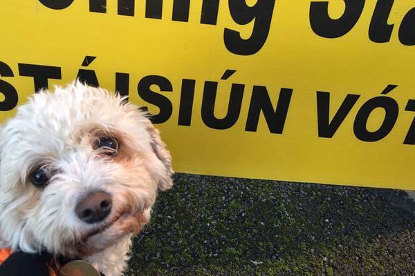 #dogsatpollingstations trends on Twitter as pooches visit the polls