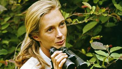 A riveting journey into the wild with Jane Goodall