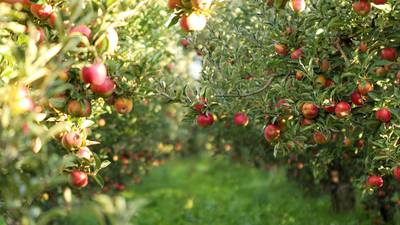 Season of mellow fruitfulness: grow your own fruit