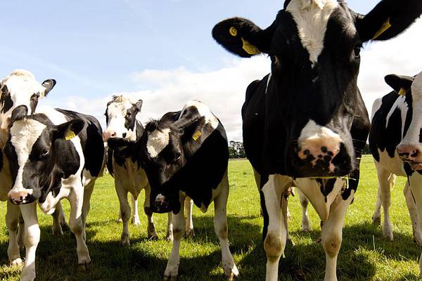 No-deal Brexit could harm Aurivo co-op’s milk processing activities