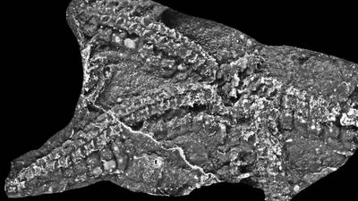 Connemara’s 435m-year-old fossil brittlestar confirmed as new species