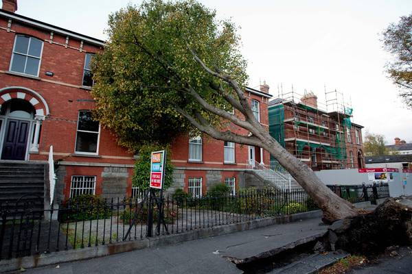 One-hundred-year-old trees removed following Storm Ophelia