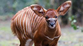 Critically endangered bongo calf born at Dublin Zoo