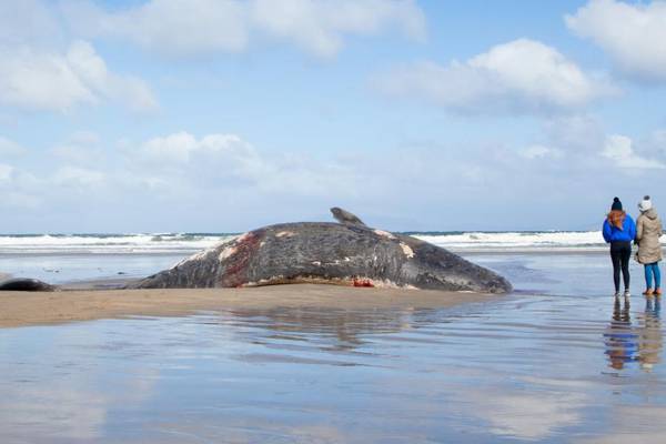 Beached whales may have been confused by military sonar, experts suspect